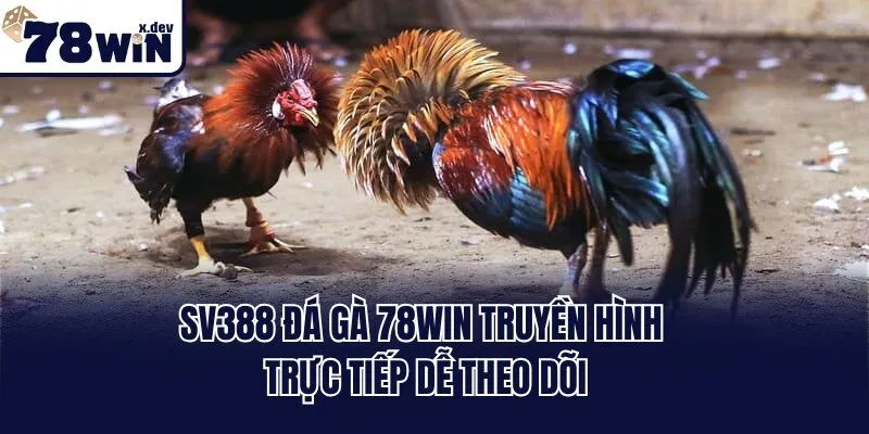 Sv388 Đá Gà 78win truyền hình trực tiếp dễ theo dõi